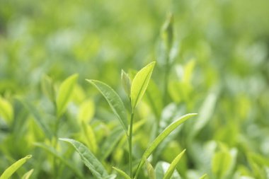 fidanlıkta yetişen yeşil yapraklar