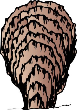 Beyaz arkaplanda karikatür deniz kabuğu çizimi