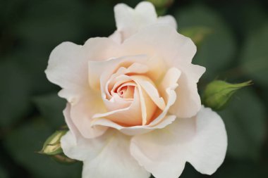 Yeşil arka planda güzel beyaz bir gül çiçeği