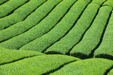 Yeşil çimen dokusu, doğal arka plan