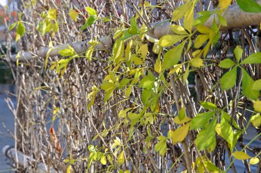 Yeşil yapraklar ve şehirdeki çitler, kapatın.