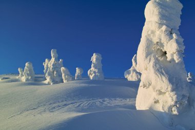 Gün batımında dağlarda karla kaplı ağaçlarla kaplı güzel kış manzarası
