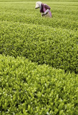 Tarlada çay yaprağı toplayan Asyalı kadın. 