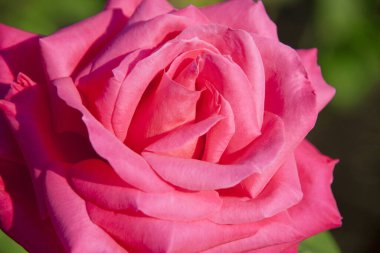 Bahçede açan güzel gül çiçeği    