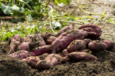 Toprakta kazılmış tatlı patates yığını 