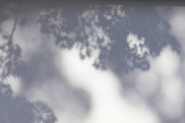 Beyaz duvar zemininde ağaç dalları gölgeler.