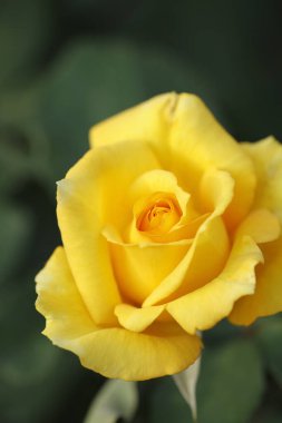 Bahçedeki güzel sarı gülün yakın görüntüsü