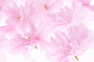 Beyaz arka planda izole edilmiş pembe çiçekler ve taç yaprakları 