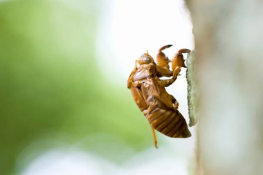 Doğadaki kahverengi böceğin yakın görüntüsü
