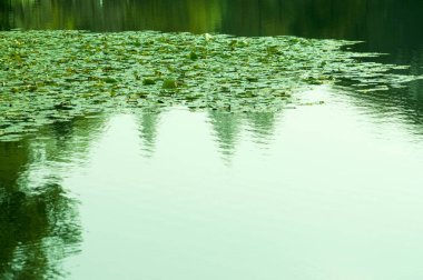 Nilüfer yeşili yapraklarla kaplı gölet yüzeyi