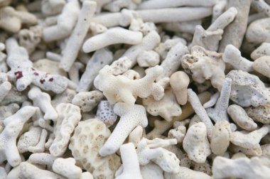 Sahilde küçük beyaz deniz taşları yığını