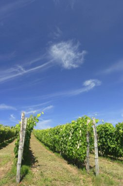 Güneşli bir günde kırsaldaki üzüm bağının güzel bir görüntüsü.