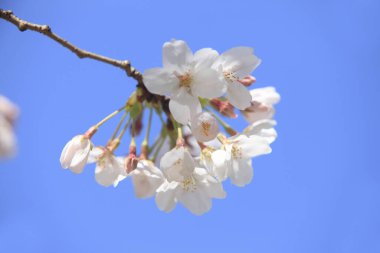 kiraz çiçeği kapatın bahar