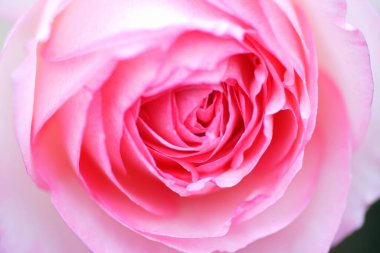 Bahçedeki pembe gülün yakın görüntüsü