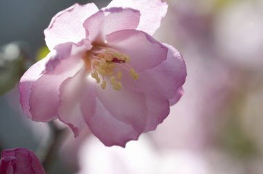 Güzel pembe çiçekler yakın 