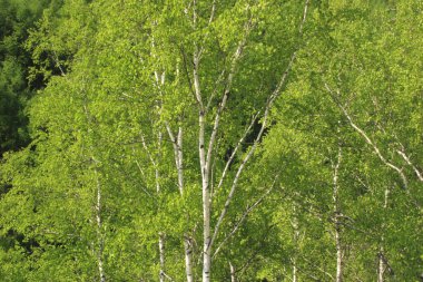 Ormandaki ağaç gövdesi