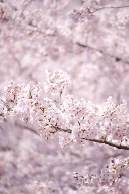 İlkbaharda kiraz çiçeği 