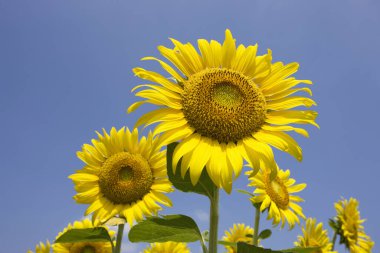 Güzel ayçiçeği tarlası. Doğa arkaplanı