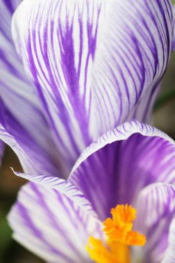 Yakın çekim - güzel çiçeklerin çekimi