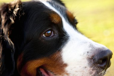 Berner Sennenhund 'un açık havada çekilmiş şirin bir portresi.