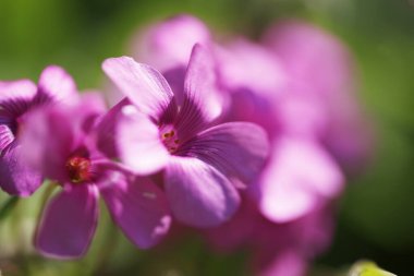 Gündüz mor çiçekler, yakın çekim. 