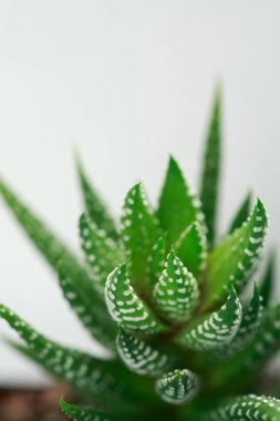 Aloe vera bitkisi beyaz arkaplanda.