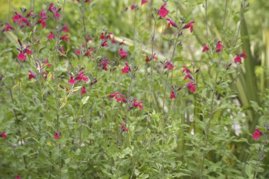 Güzel çiçekler, yakın manzara, yaz konsepti.