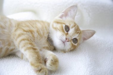 Sevimli kırmızı evcil kedi manzarası