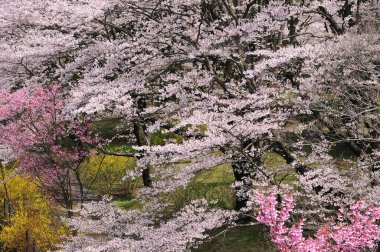 Bahçedeki güzel çiçekler, baharda açan ağaçlar.