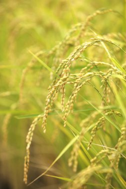 Tarladaki pirinç tarlasını kapatın.