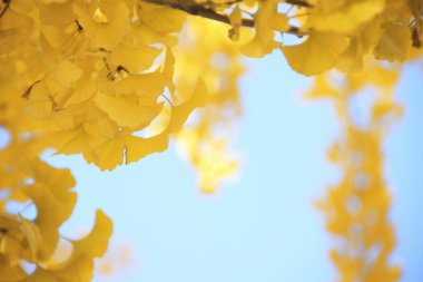 Ormanda sonbahar yaprakları