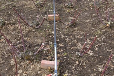 Tarlanın ortasında dikenleri olan genç güllerin toprağı