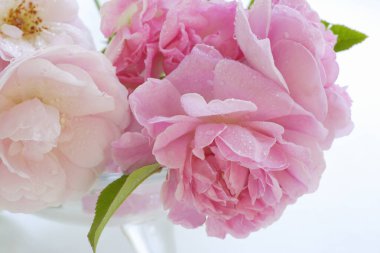 Açık arkaplanda güzel pembe çiçeklerin manzarasını kapat                                 