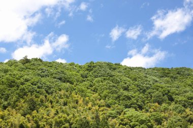 Ormanda yeşil ağaçlar ve mavi gökyüzü olan güzel dağ manzarası    