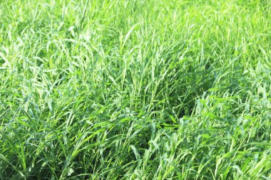 Bahçede taze yeşil çimenler       