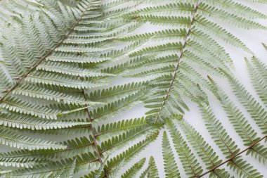 Beyaz zemin üzerine yeşil eğreltiotu yaprakları 