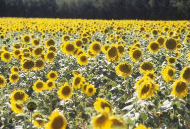 Ayçiçekleri ile çiçeklenmiş güzel bir tarla manzarası 