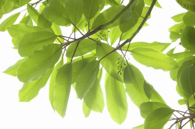 bir ağacın yeşil yaprakları