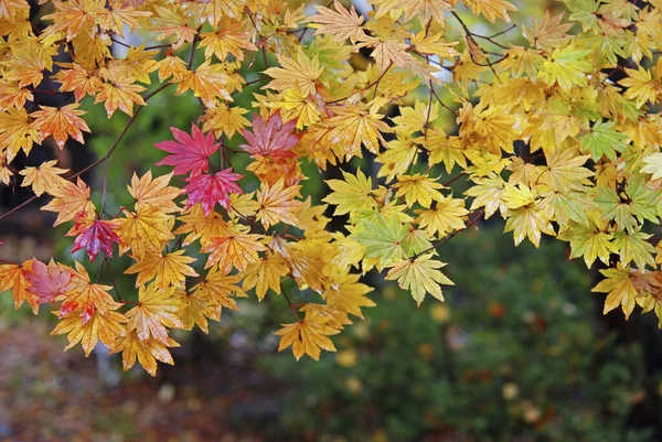 Πολύχρωμα Φύλλα Σφενδάμου Στο Δέντρο Την Εποχή Του Φθινοπώρου — Φωτογραφία Αρχείου