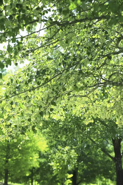 緑の木の葉の背景 — ストック写真