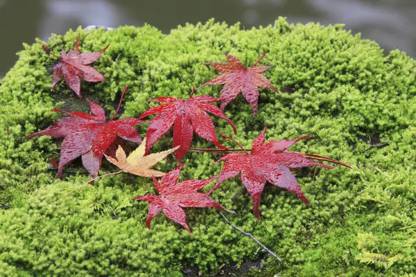 Piękne Jasne Jesienne Liście Klonu Zielonym Mchu Lesie — Zdjęcie stockowe