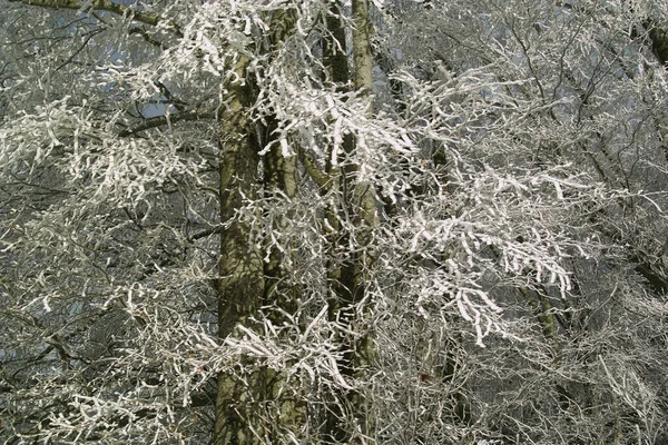 Uma Árvore Coberta Neve Gelo Fundo Natureza — Fotografia de Stock
