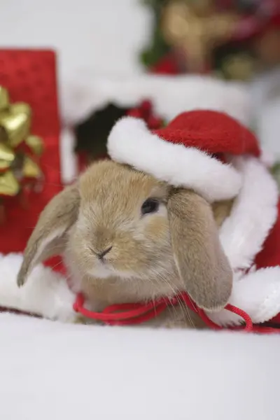 Carino Coniglio Vestiti Babbo Natale Sfondo — Foto Stock