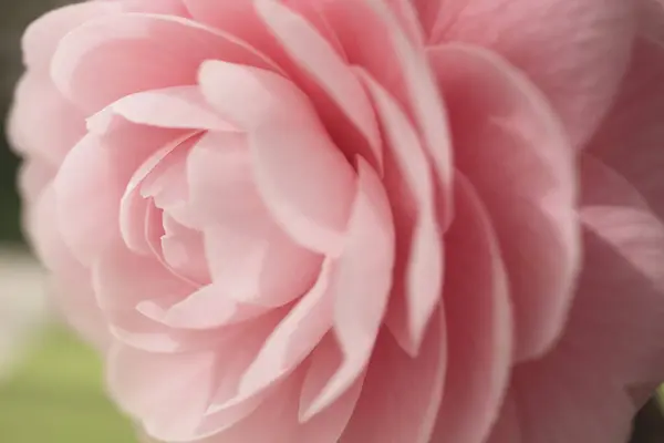 정원의 분홍빛 — 스톡 사진