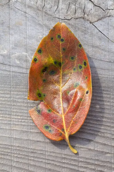 古い木のカラフルな秋のメープルリーフ — ストック写真