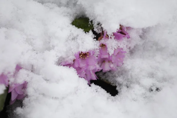 Beautiful Botanical Shot Spring Flowers Snow — Stock fotografie