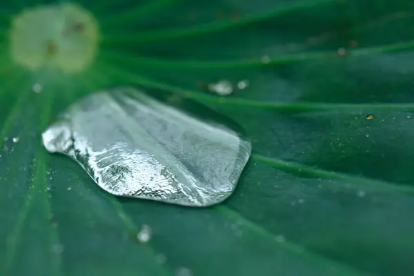 緑色の蓮の葉の水滴 ビューを閉じる — ストック写真