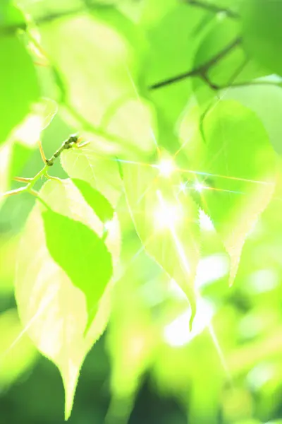 緑の葉 自然の植物 — ストック写真
