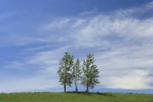 Дерево Поле Облачным Небом Заднем Плане — стоковое фото