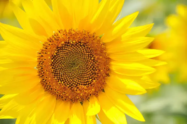 Sonnenblume Mit Der Sonne — Stockfoto